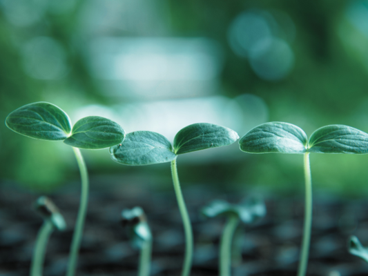 What does a dispenser do in a pharmacy?
