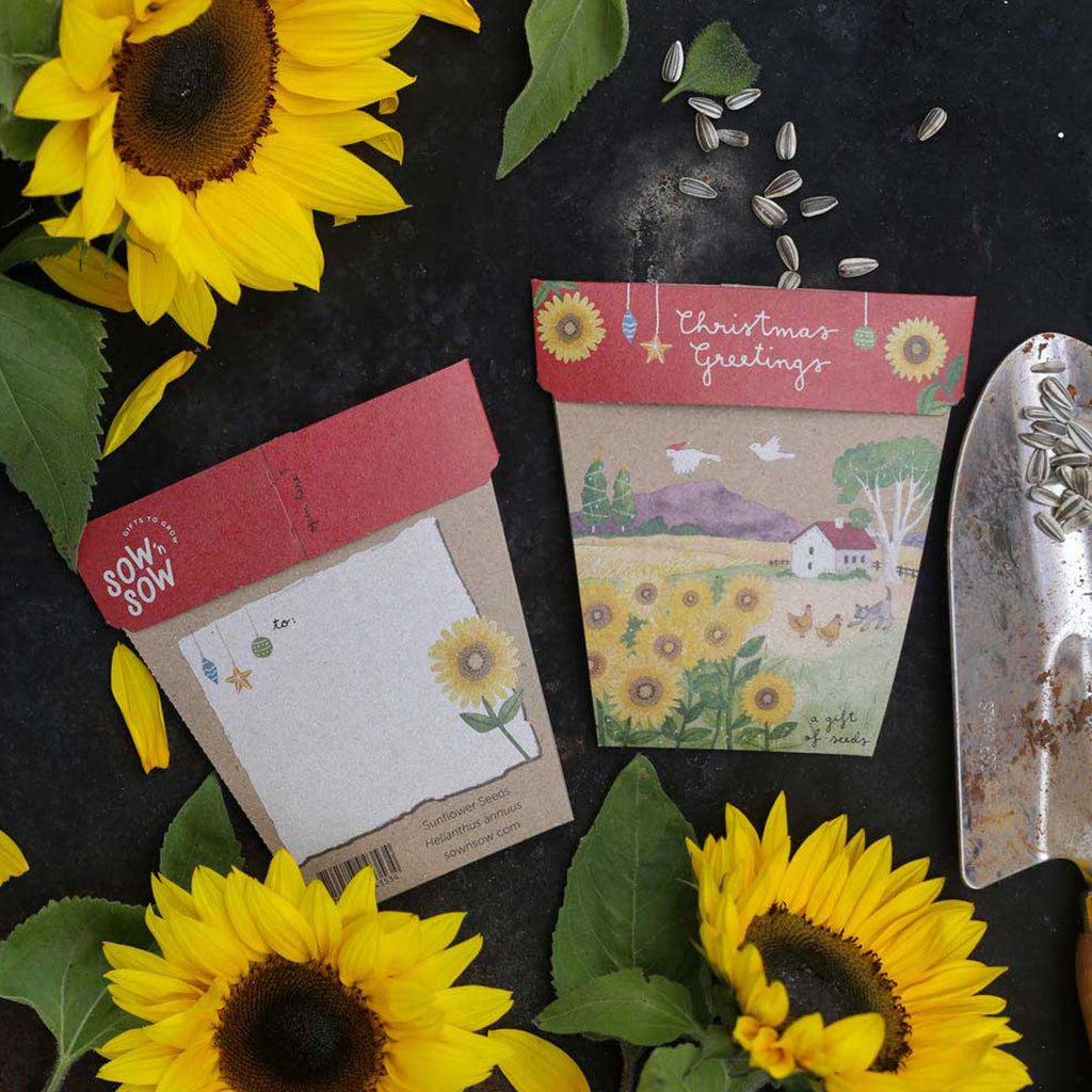 Sow n Sow Gift of Seeds Christmas Sunflower lifestyle image
