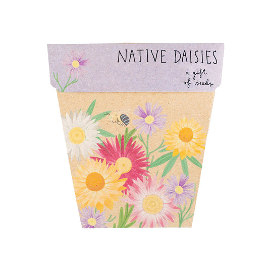 Sow n Sow Gift of Seeds Native Daisies